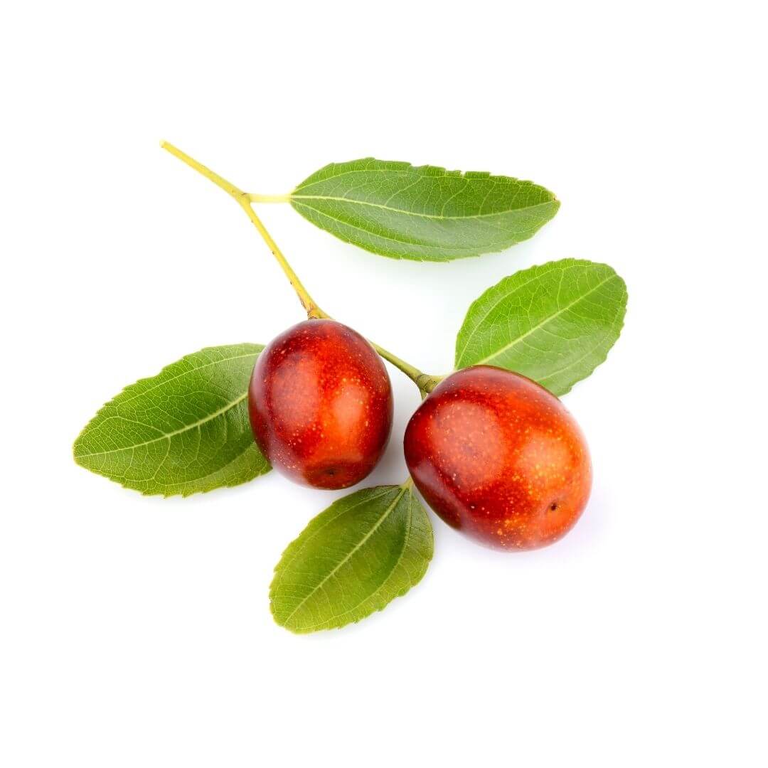 Jojoba-seed-skincare-1.jpg