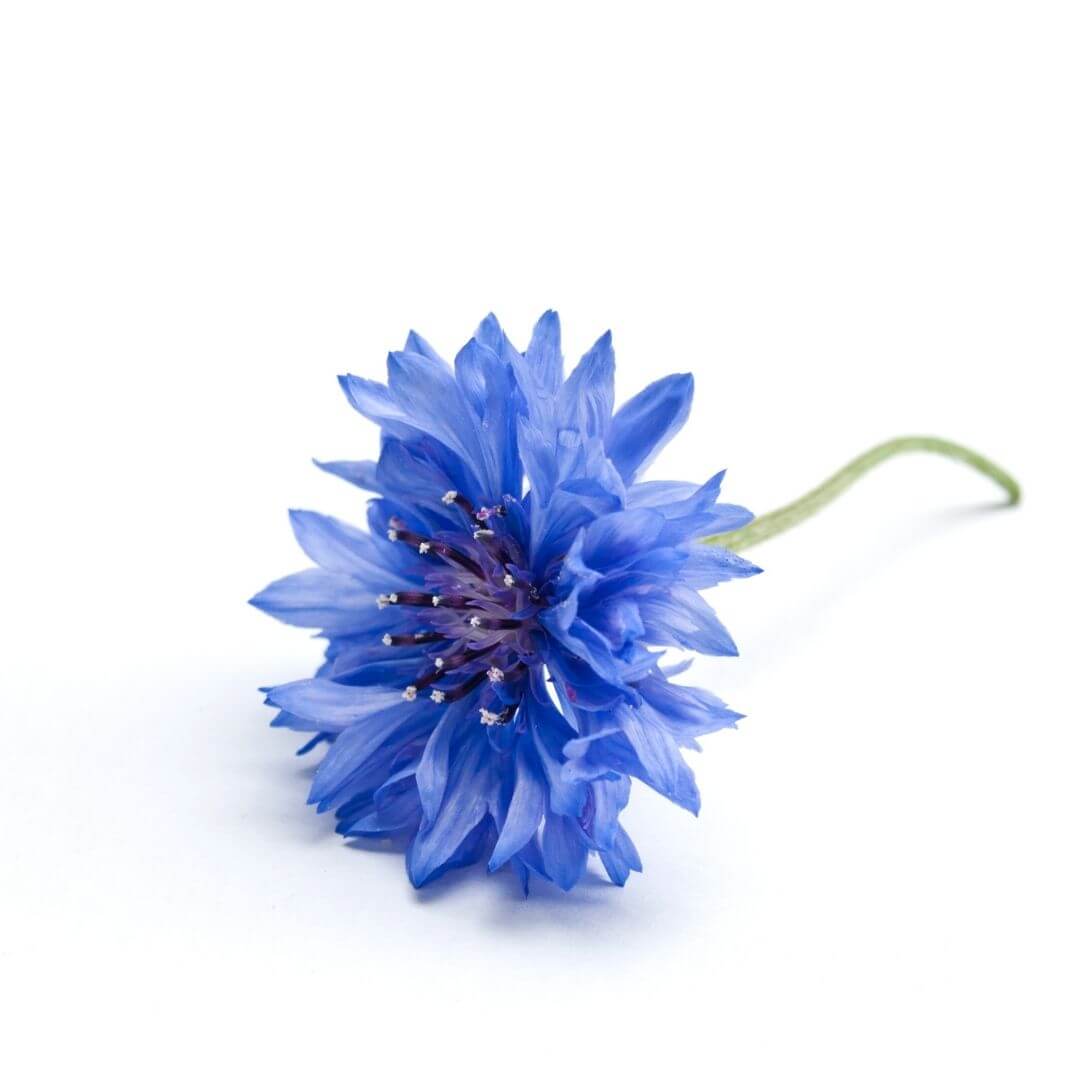cornflower-water-men-skincare-2.jpg