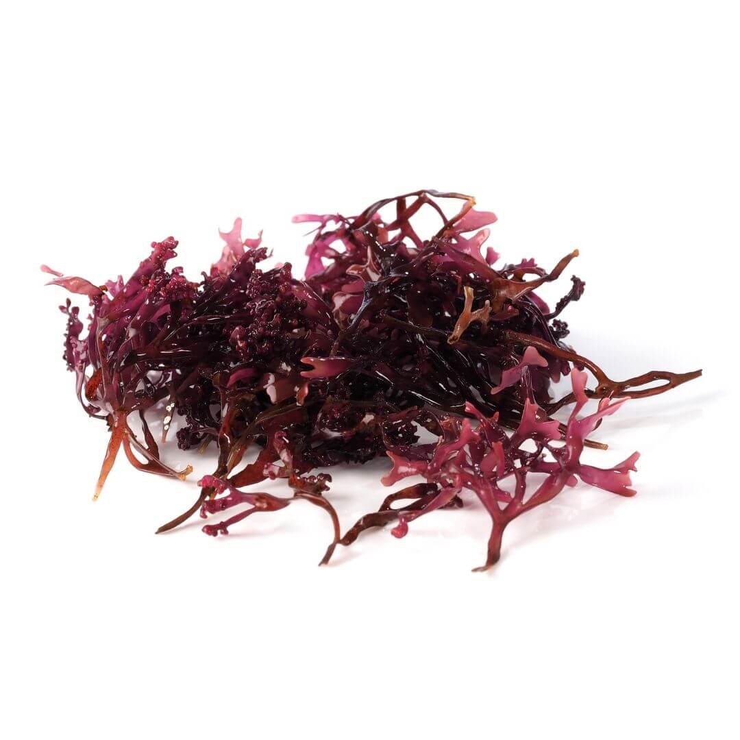 Sainderma-Marine-algae-seaweed-1-1-1.jpg