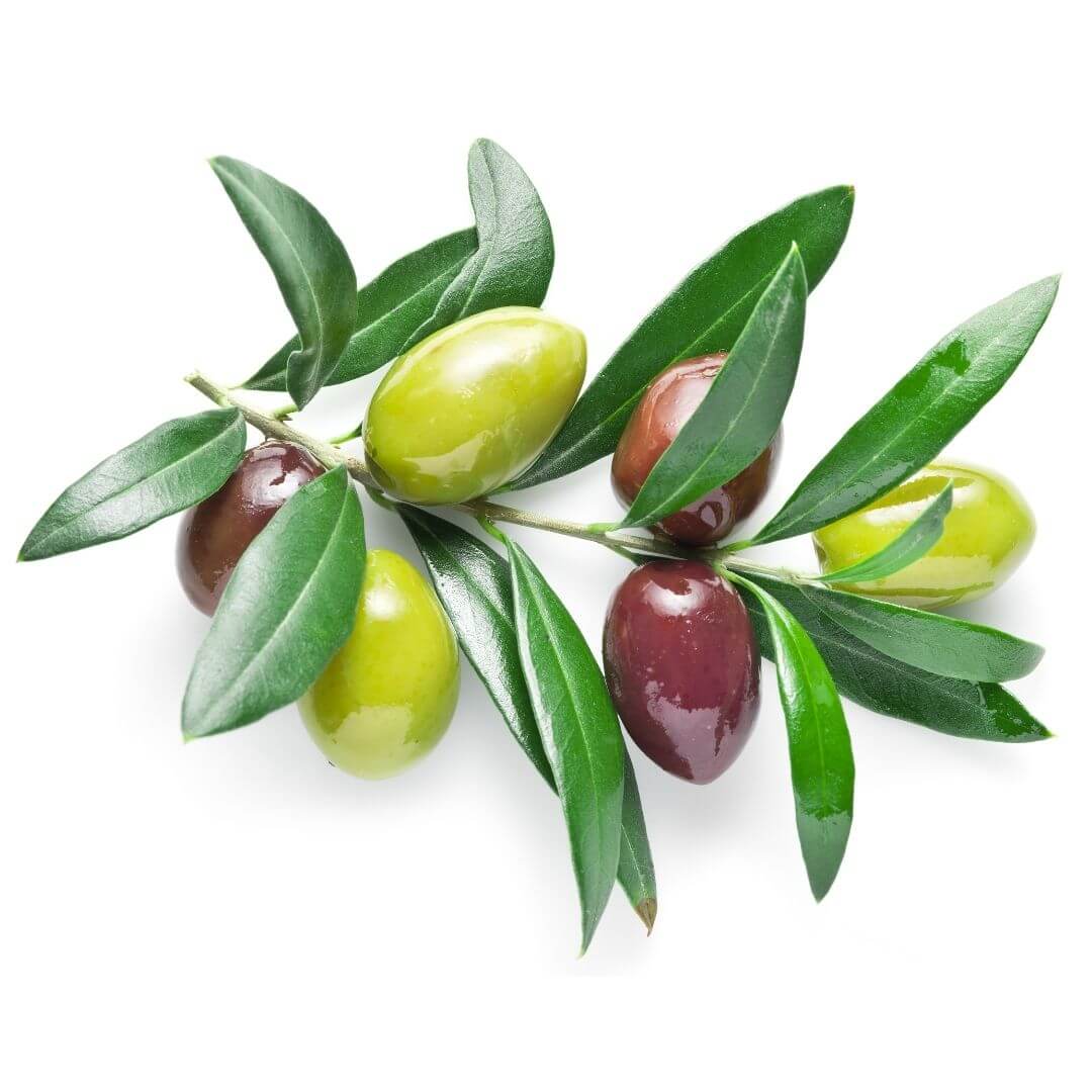 Sainderma-Olive-1.jpg